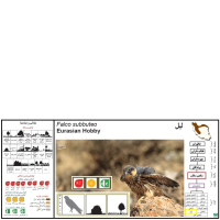 گونه لیل Eurasian Hobby